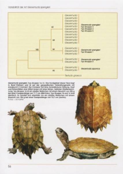 Zacken-Erdschildkröten